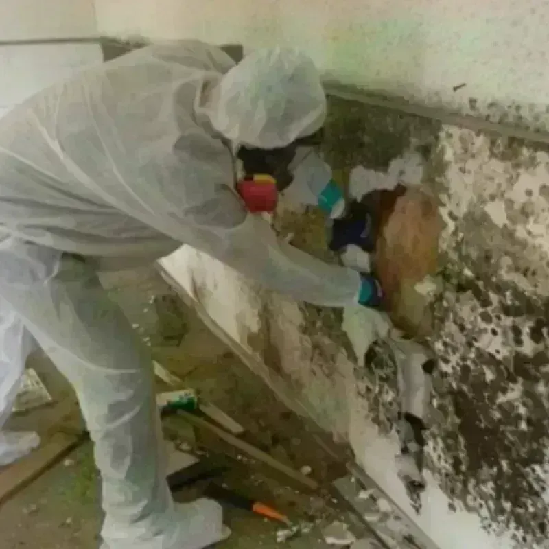 Mold Remediation and Removal in Runnels County, TX